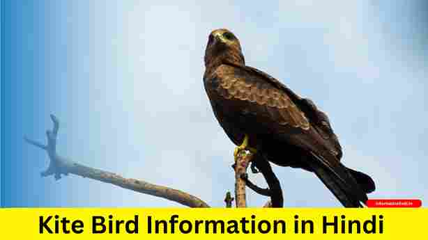 Kite Bird Information in Hindi